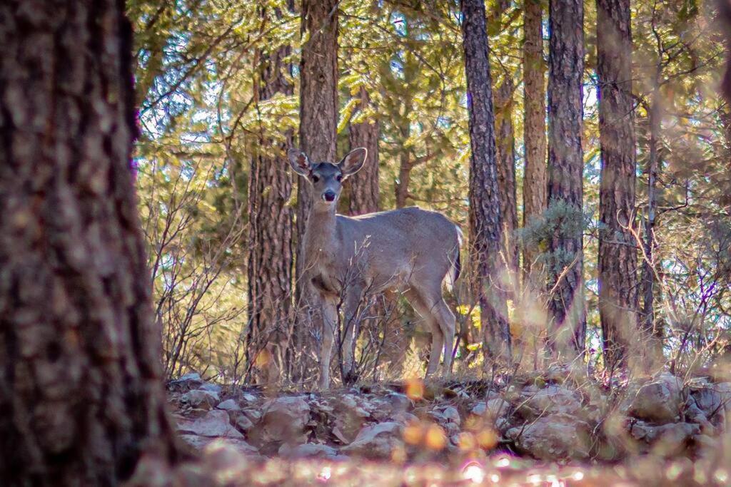 Forest Cabin 1 Hunters Blind Payson Luaran gambar